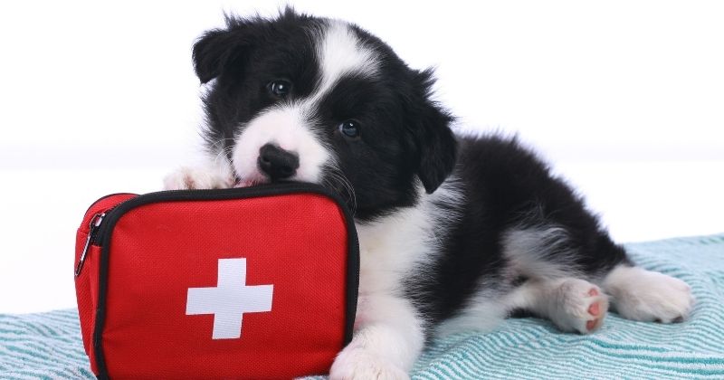 The 3 Best Earthquake Emergency Kits for Dogs